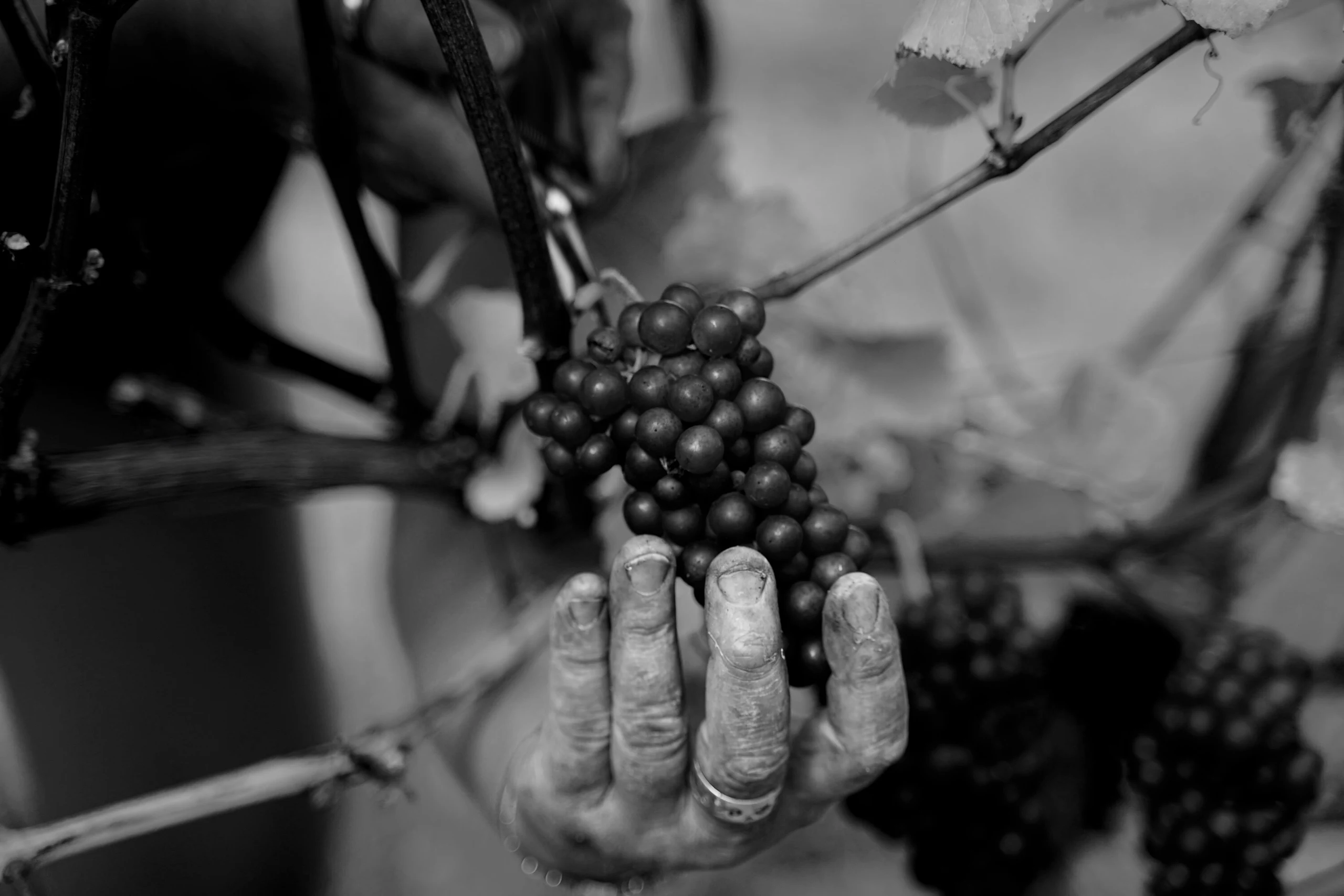 Gladstone Vineyard wedding venue, Wairarapa