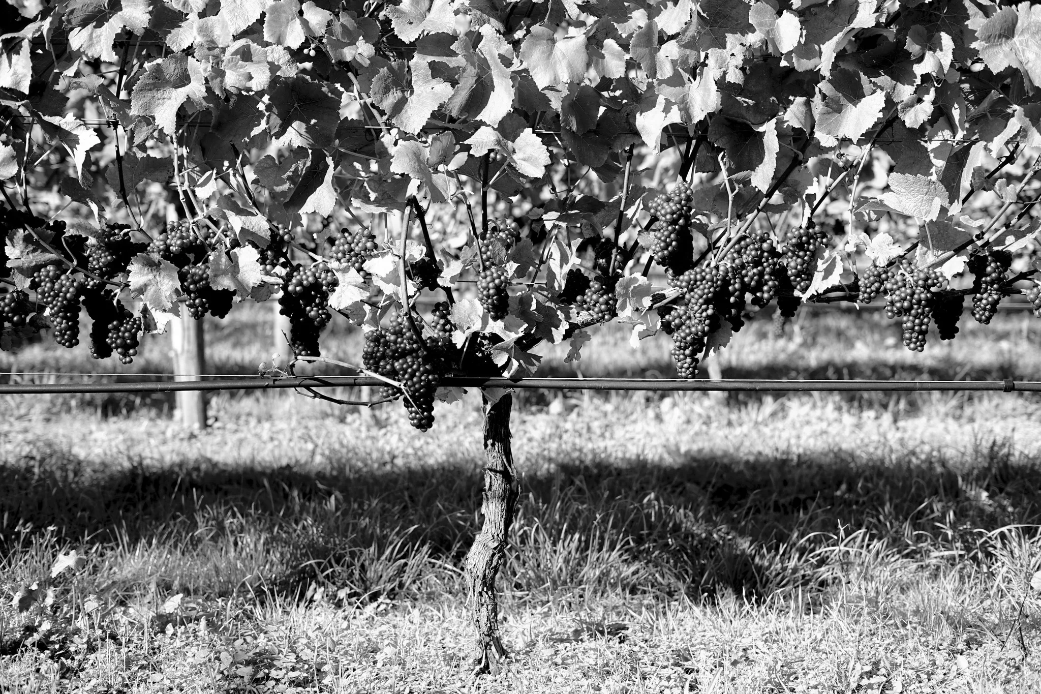 Gladstone Vineyard wedding venue