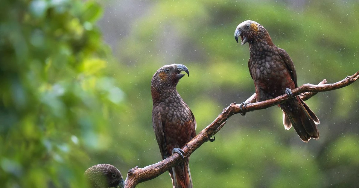 Zealandia wedding venue, Wellington